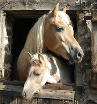 Jument Haflinger et son poulain de l'élevage de Laum