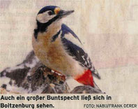 Buntspecht