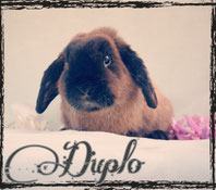 Duplo