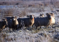 Zierlich gebaut, aber robust und winterhart: Die Weißen Gehörnten Heidschnucken. Foto: Stelzer