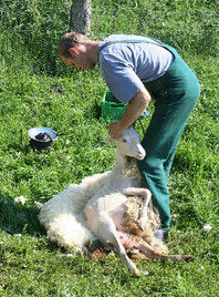 Auch tierische Mitarbeiter benötigen Zuwendung! Foto: Biostation