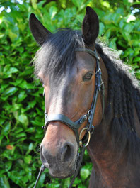Sandor een sterk, lief en groot paard met een mooie zwarte kleur bij Manege Gooi en Eemland in Bussum
