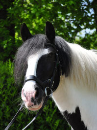 Sil van Manege Gooi en Eemland