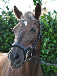 Miny de Welsh pony van Manege Gooi en Eemland in Bussum
