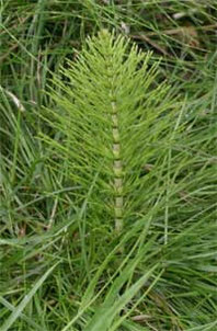 Is it Horsetail or Marestail?