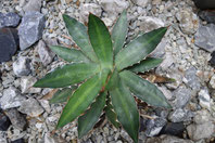 Agave lopantha