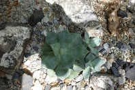 Agave isthiensis