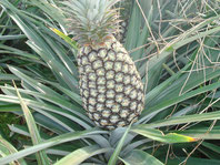 Ananas