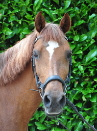 TumTum de pony van Manege Gooi en Eemland met een bliksem bless!