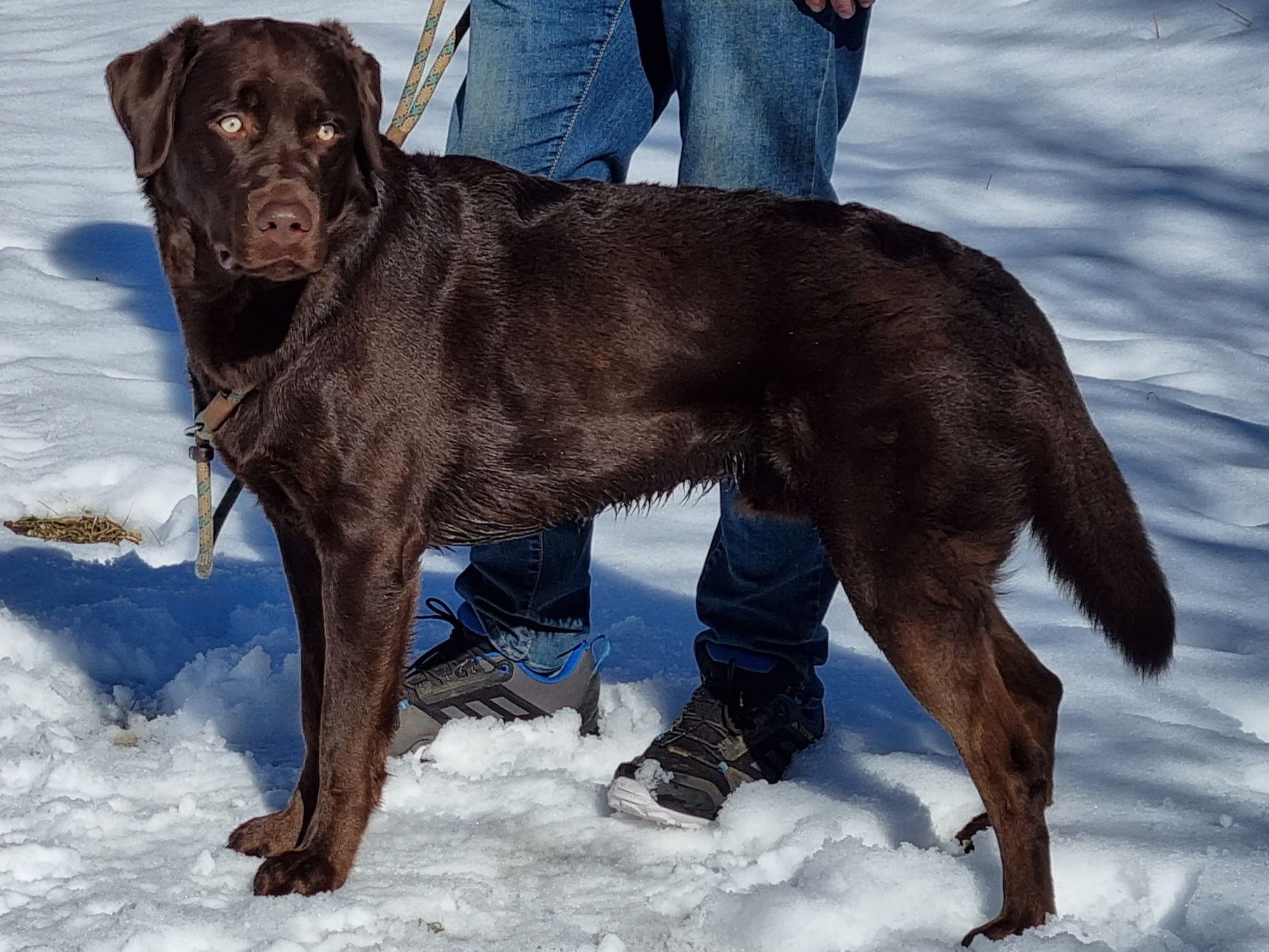 Ville - labradore of my own