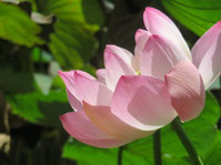 Lotuspflanze auch im Yoga ein Symbol für spirituelles Wachstum, von der Dunkelheit ins Licht