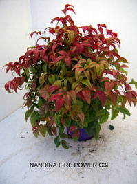NANDINA - FIRE POWER C 3L