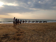 Promenade a cheval plage capbreton