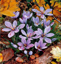 Saffron flower
