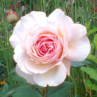 A Shropshire Lad