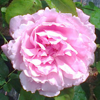 Mary Rose