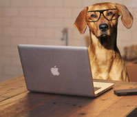 hondencursus online, hondenschool online, hondentherapeut online, hondencoach online, hondentips, puppytips, puppytraining, puppycoach, hondentraining video