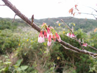 2020/1/1　桜のつぼみ