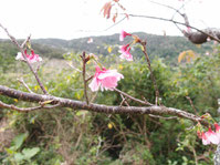 2020/1/1　開花した桜