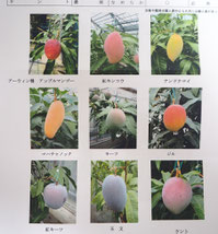 マンゴーの品種ごとの写真　９種