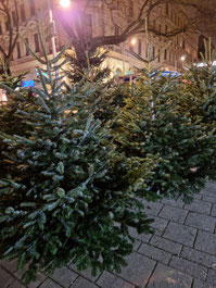 Christbäume