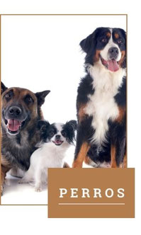 Productos para perros
