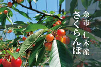 MARGELY_マージェリー_十勝_余市仁木町_さくらんぼ