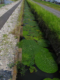 こちらが自生地の水路。狭い！