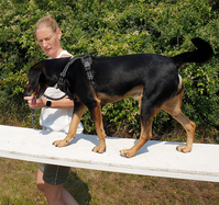 Vertrauen aufbauen, Teambildung zwischen Mensch und Hund