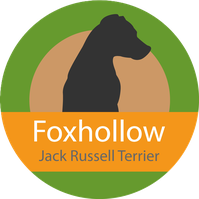 foxhollow jack russell terrier