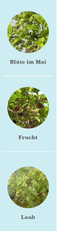 Blüte Frucht Laub und Rinde eines Bonsai Maulbeerbaum, Morus