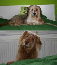Darf der Hund ins Bett oder nicht?