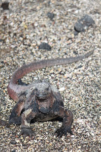 Auf Kreuzfahrten durch das Galápagos Archipel kommt man zu den abgelegnsten Orten