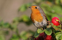 Rotkehlchen, Foto: H. Türschmann
