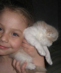 Купить вислоухого котёнка в Алматы