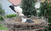 Über den Dächern von Ast fühlten sich die Vögel wohl.
