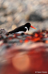 GEOCA, Groupe d'Etudes Ornithologiques des Côtes-d'Armor, ornithologie, observation oiseaux Côtes-d'Armor, avifaune Côtes-d'Armor, huîtrier pie, échassier, Bretagne, Côtes-d'Armor, Yann Février, oiseaux marins