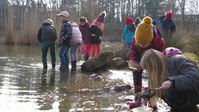 Auf der Jagd nach Wasserskorpionen