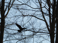 Adler im Flug