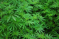 Cannabis Pflanze