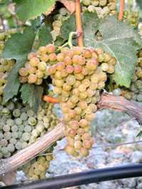 Uva Greco Bianco in maturazione a settembre