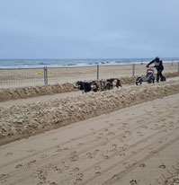 Hunderennen am Strand