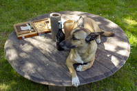 Un chien malinois berger belge avec des pattes blanches couché prés d'une bouteille d'alcool interdite pour le chien par coach canin 16 educateur canin en charente