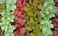 Le fittonia - Classement des 10 plantes les plus résistantes par Garden & the City