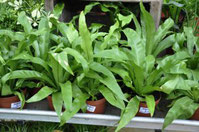 La fougère asplenium nidus - Classement des 10 plantes les plus résistantes par Garden & the City