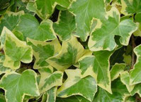 Le lierre Hedera Helix - Classement des 10 plantes les plus résistantes par Garden & the City