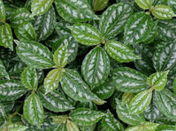 Le Pileas - Classement des 10 plantes les plus résistantes par Garden & the City