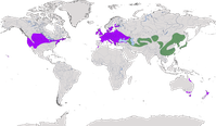 Karte zur Verbreitung des Jagdfasan (Phasianus colchic)