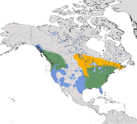 Karte zur Verbreitung des Kappensägers (Lophodytes cucullatus)