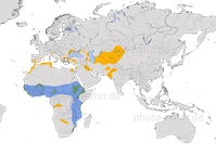Karte zur Verbreitung der Rotflügelbrachschwalbe (Glareola pratincola)